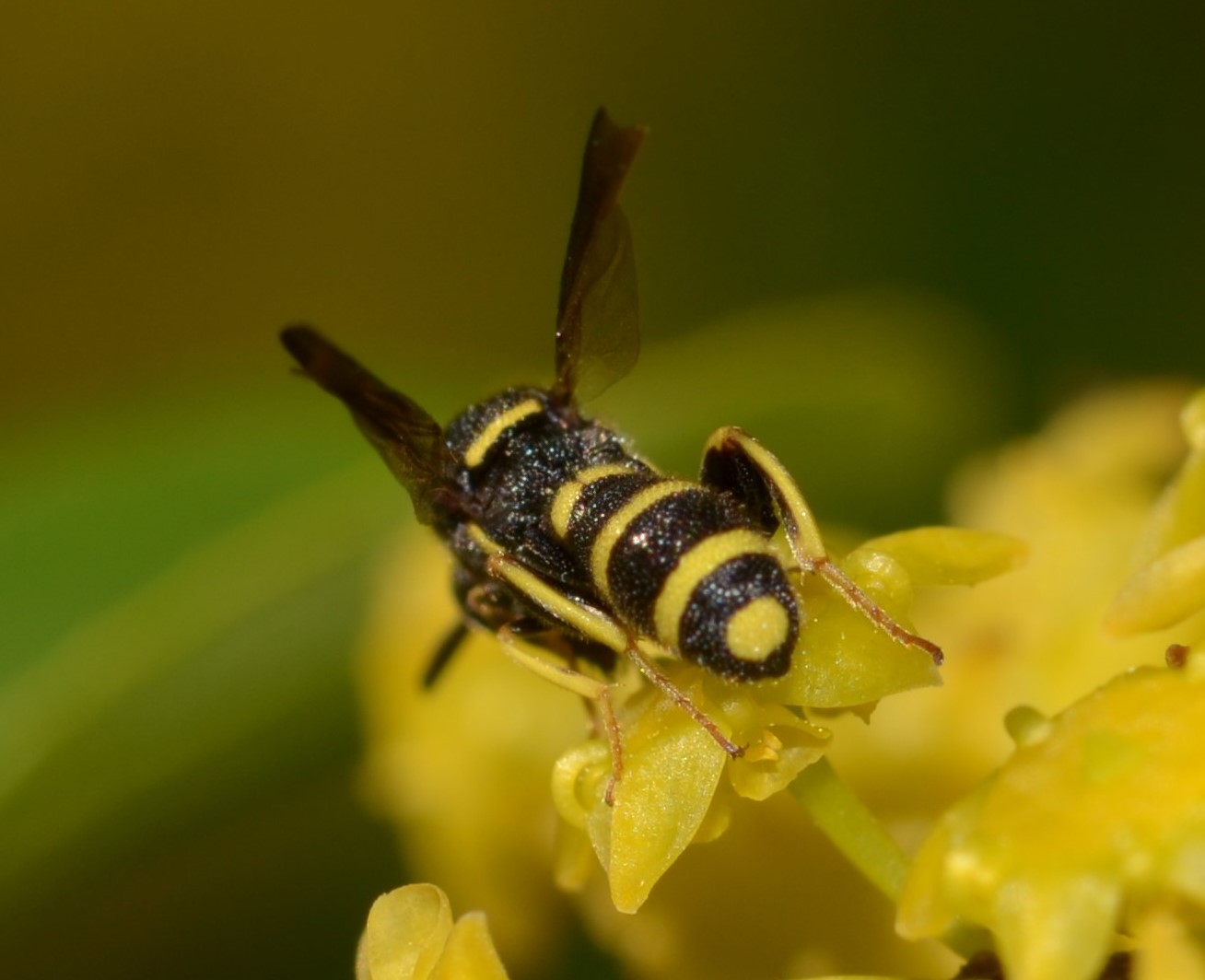 Leucospidae? S, maschio di Leucospis aff. bifasciata